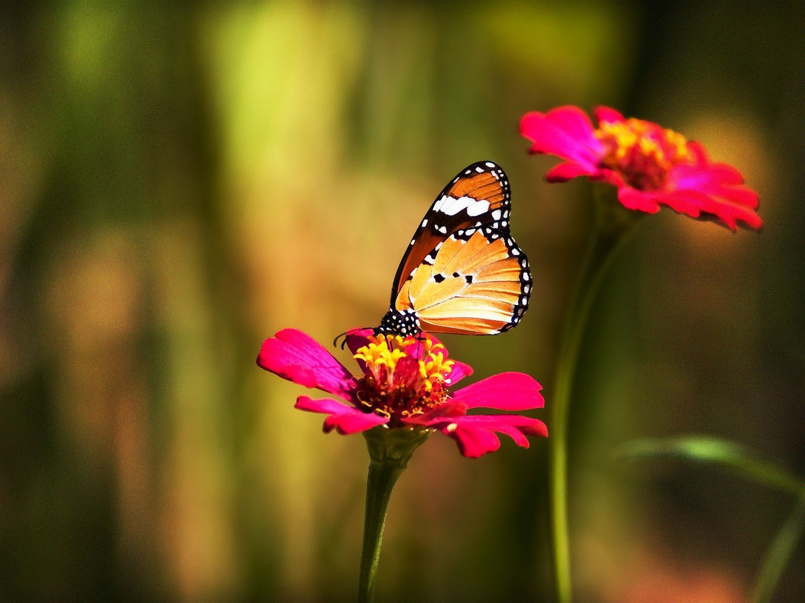 papillon fleur couleur