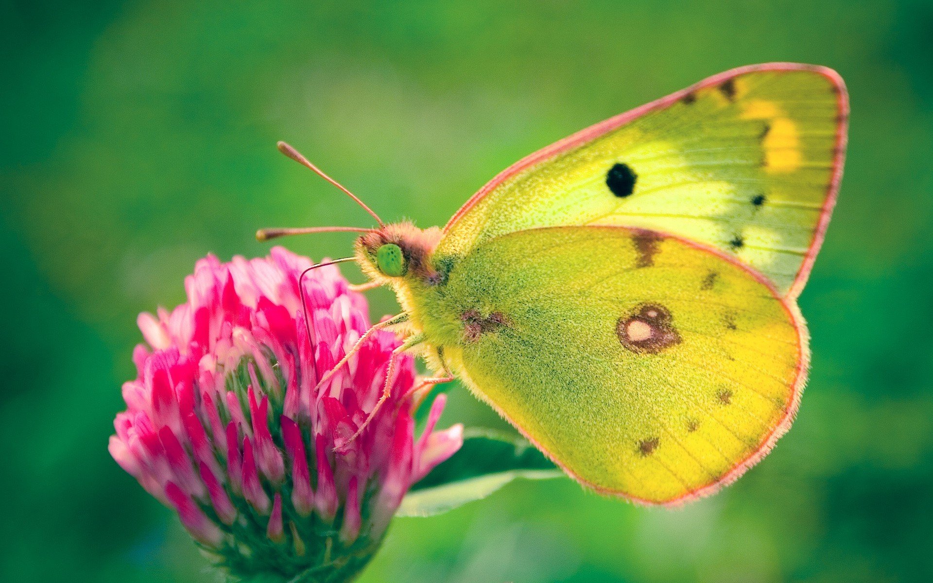 mariposa trébol verde