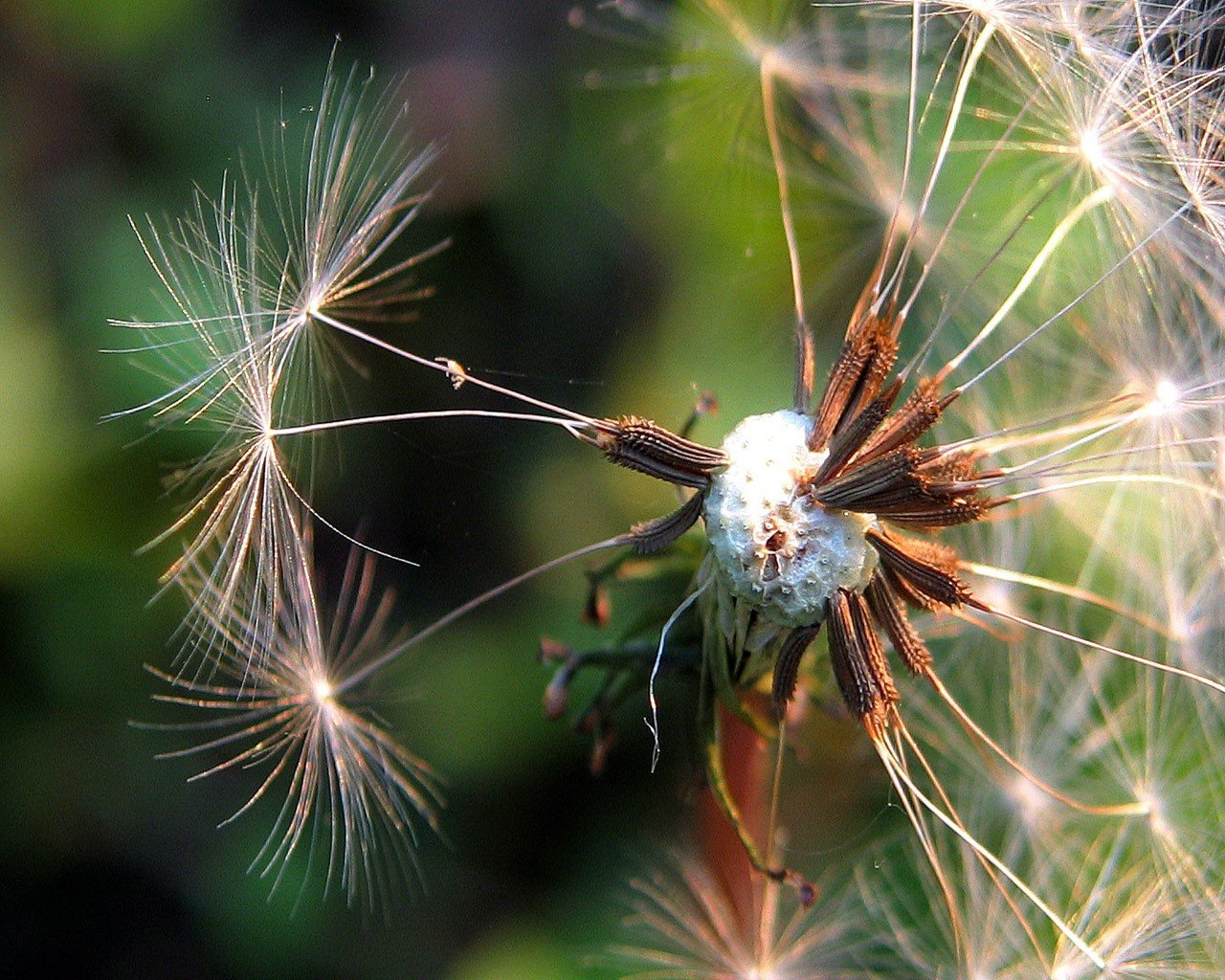 diente de león pelusa verde