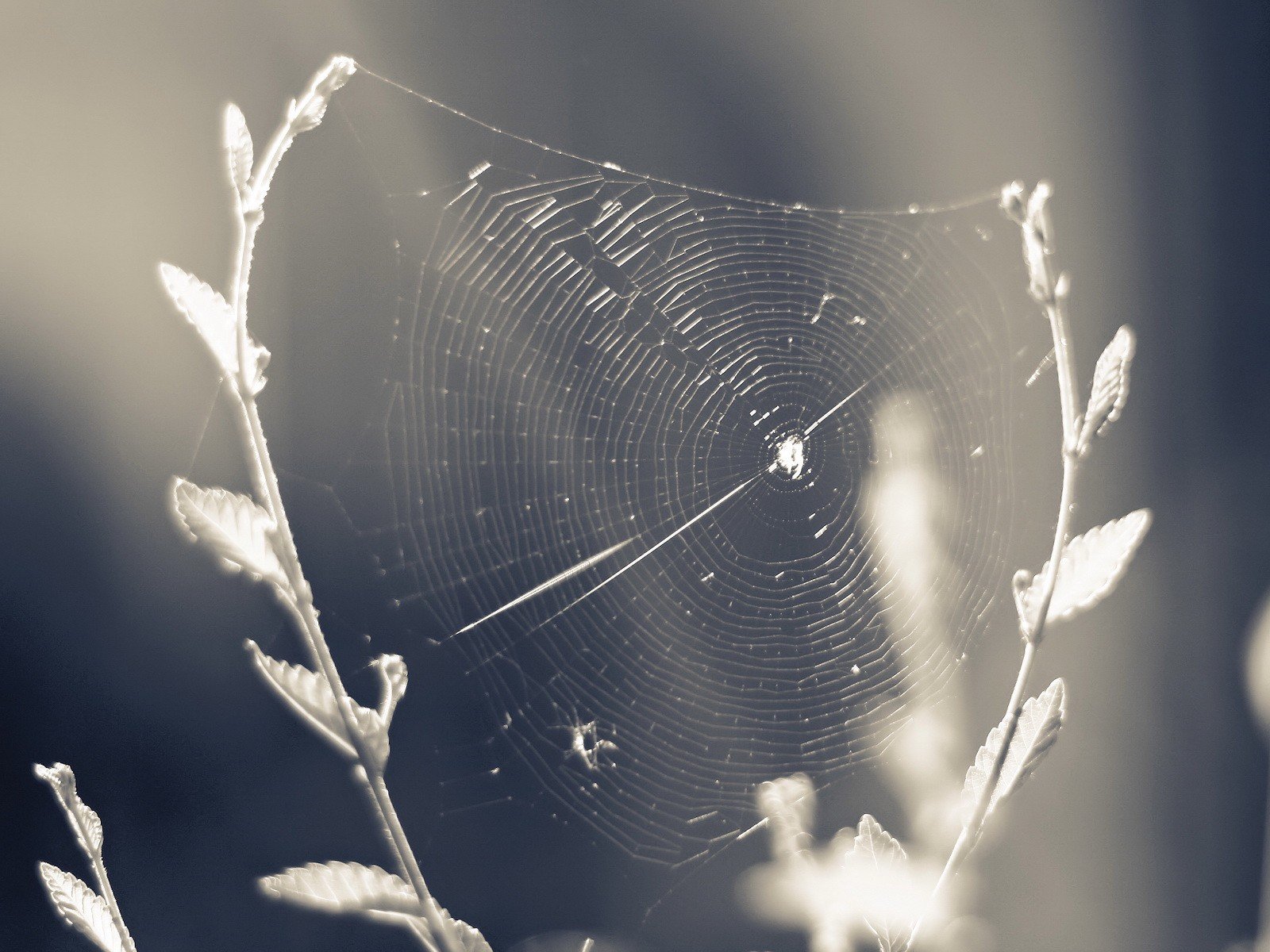 blanco tela de araña