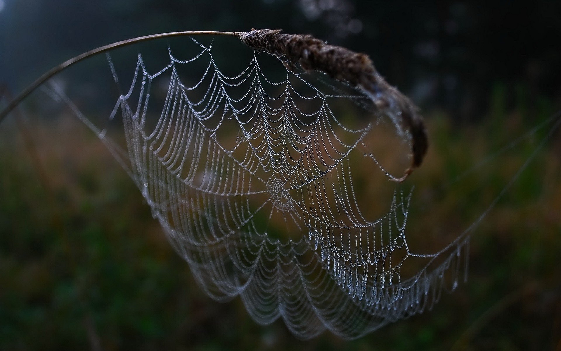 spinnennetz tropfen