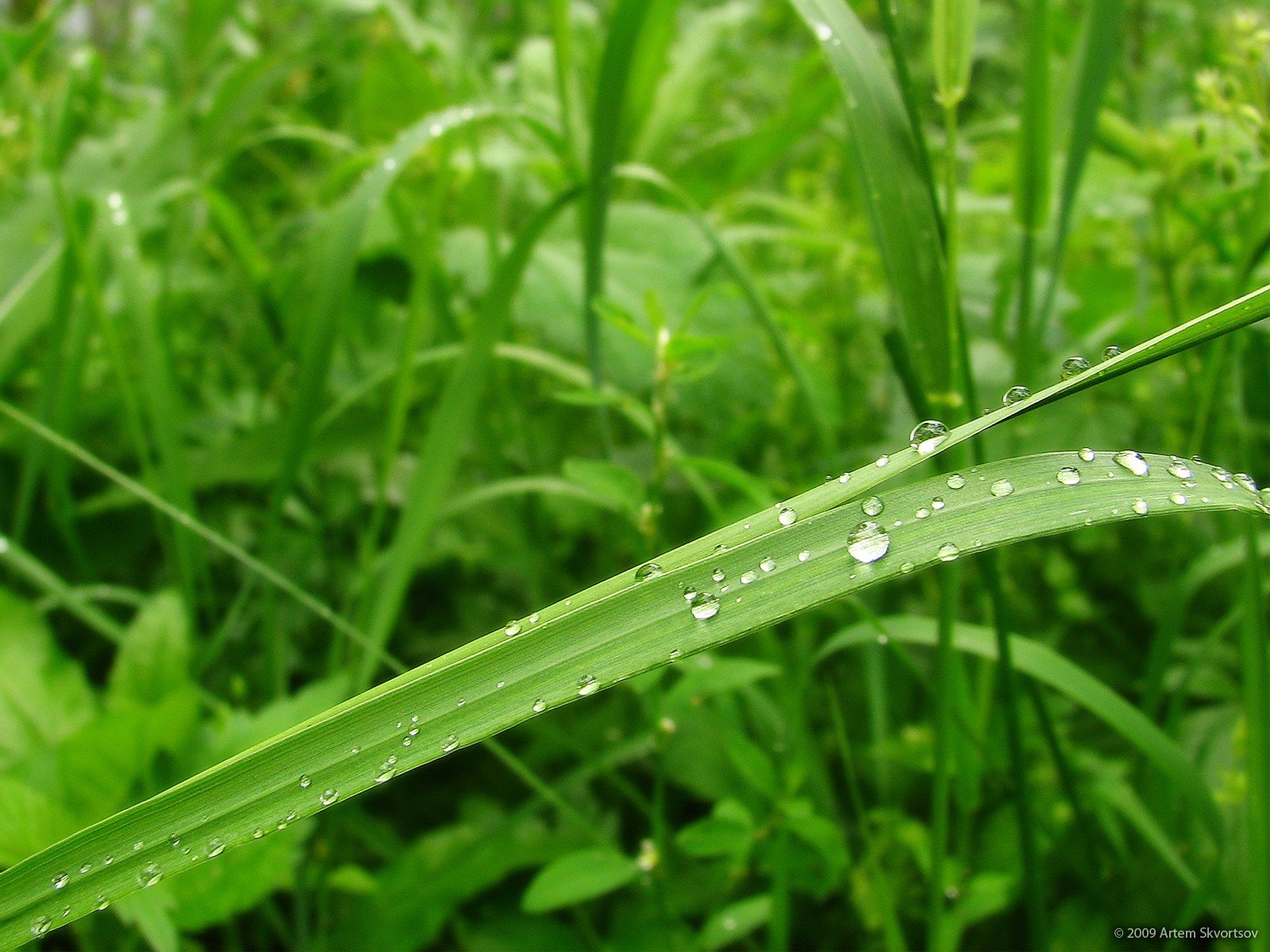 tau tropfen grün blatt