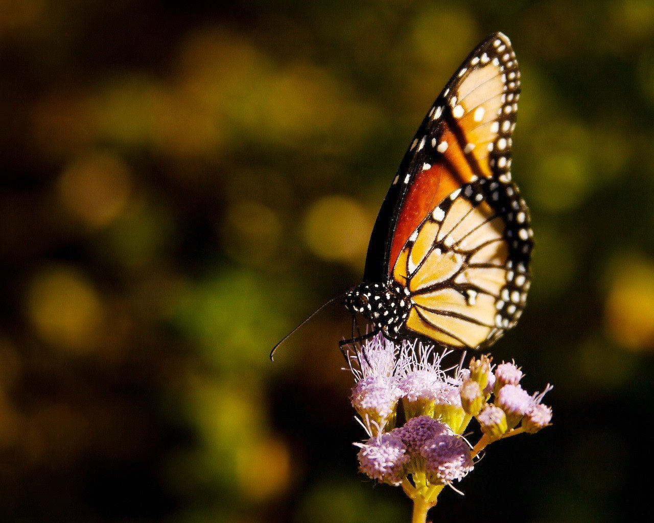 papillon fleur