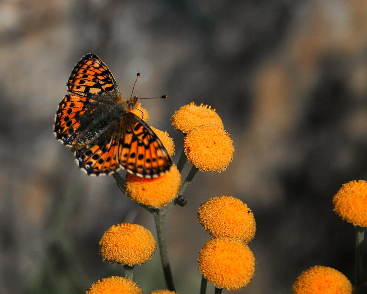 papillon fleurs