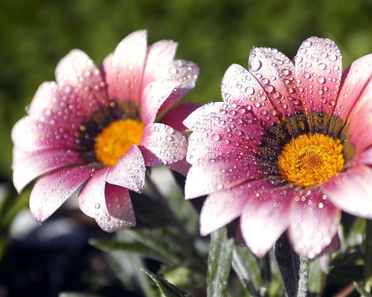 flower rosa drops droplets nature