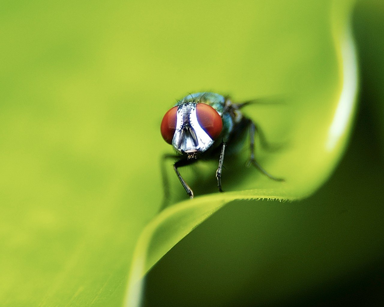 mosca hoja verde