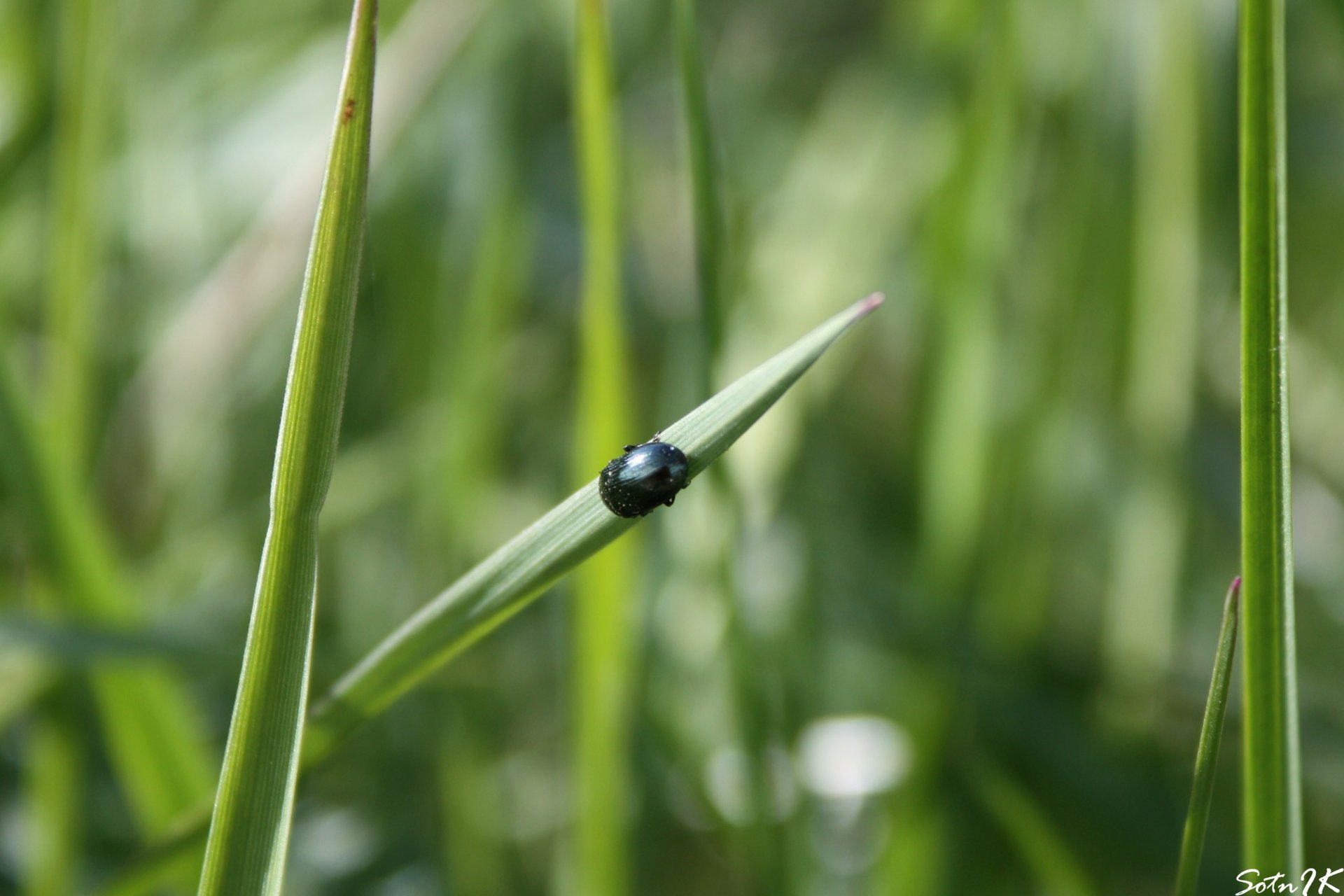 beetle grass green close up insect