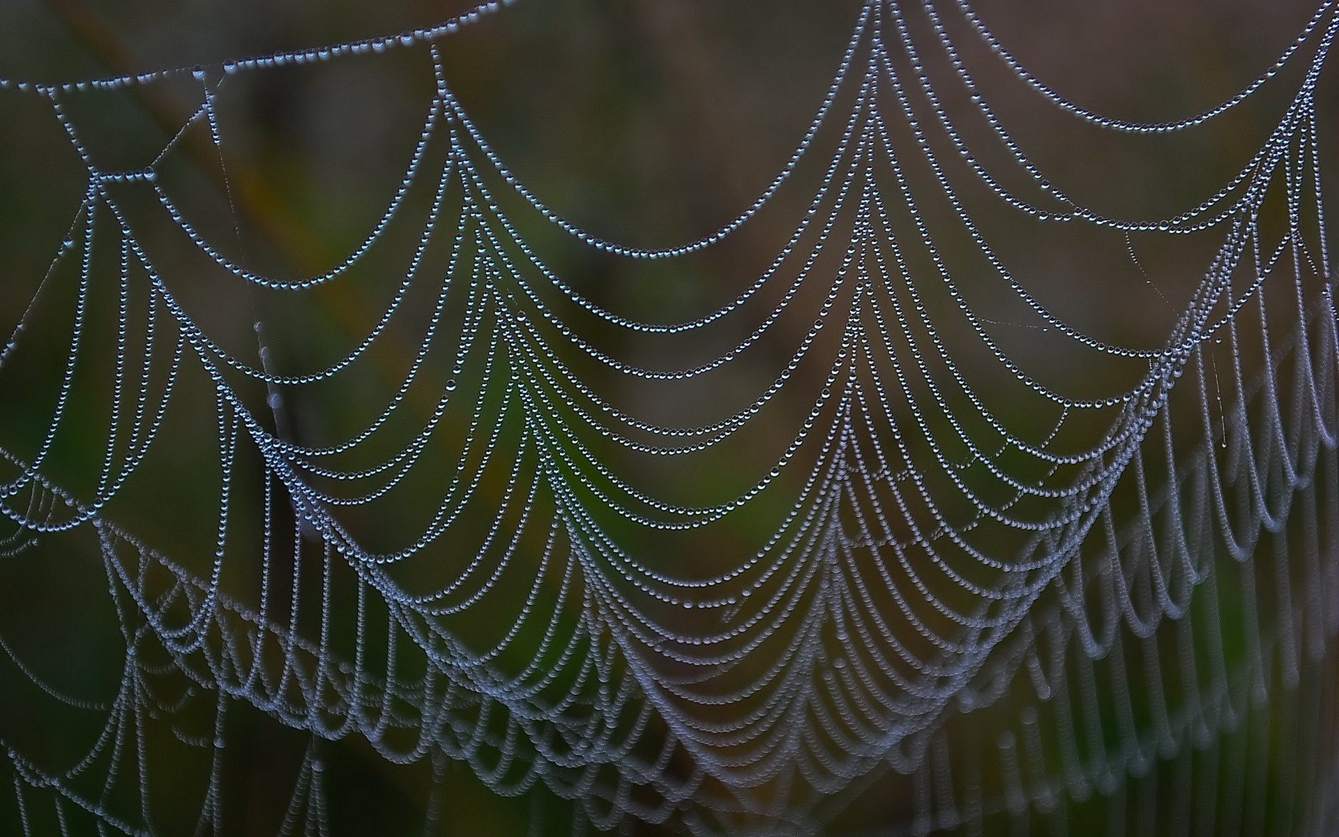 toile d araignée gouttes