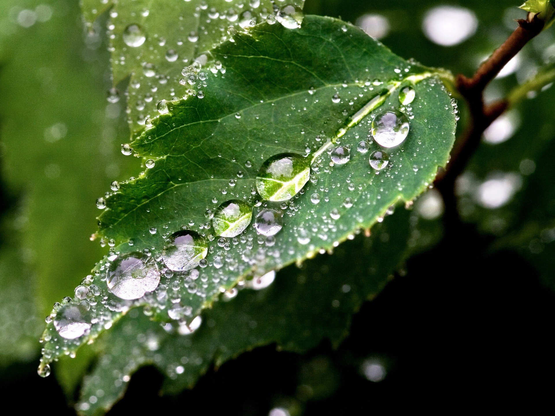 macro gotas agua