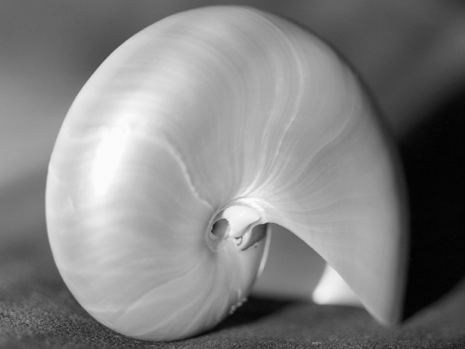 coquillage noir et blanc gros plan