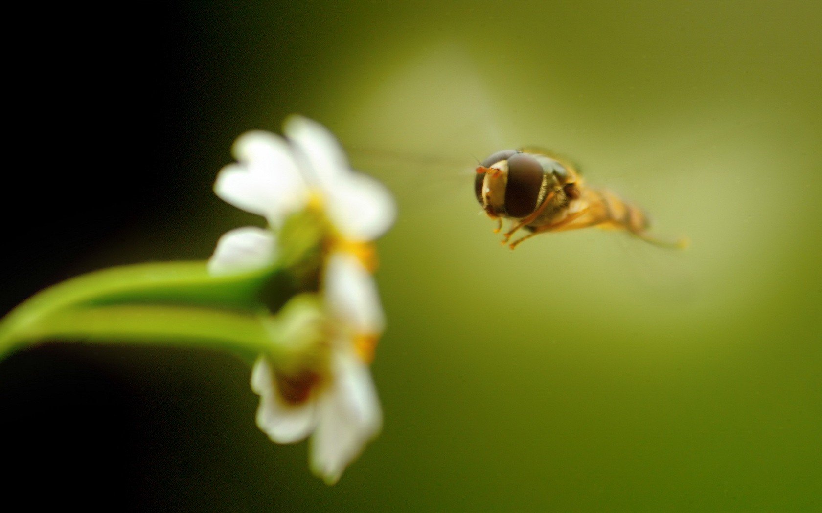 biene blume grün