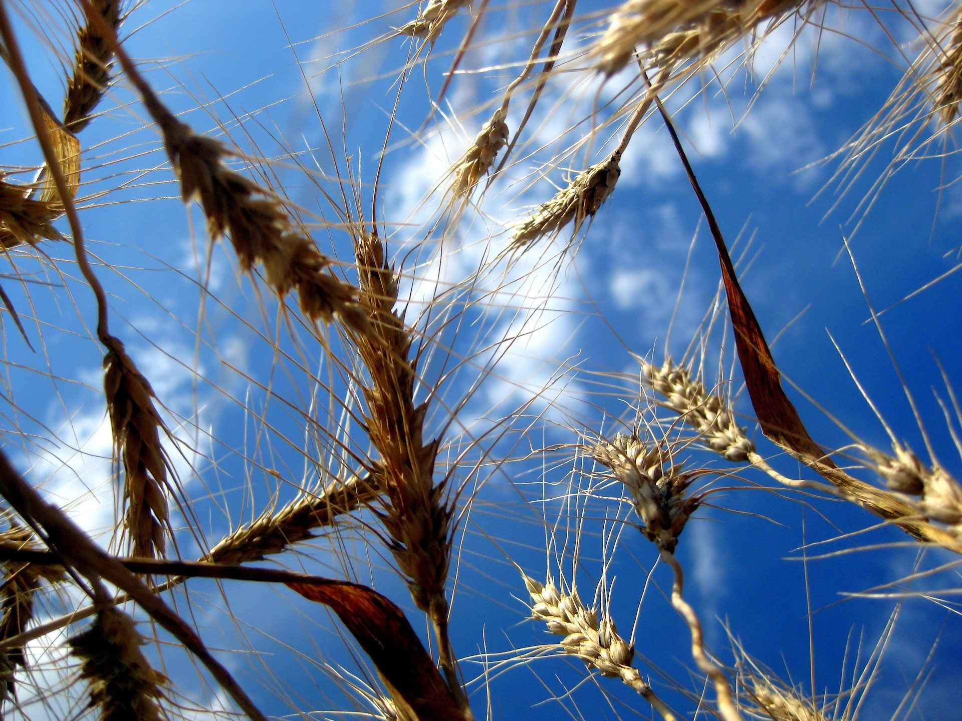 wheat of the field sky