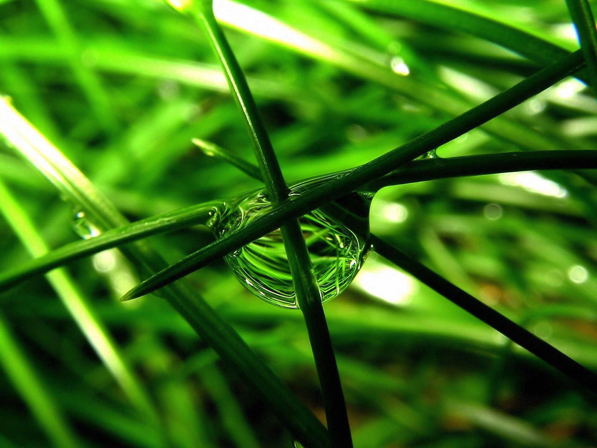 grass drop close up