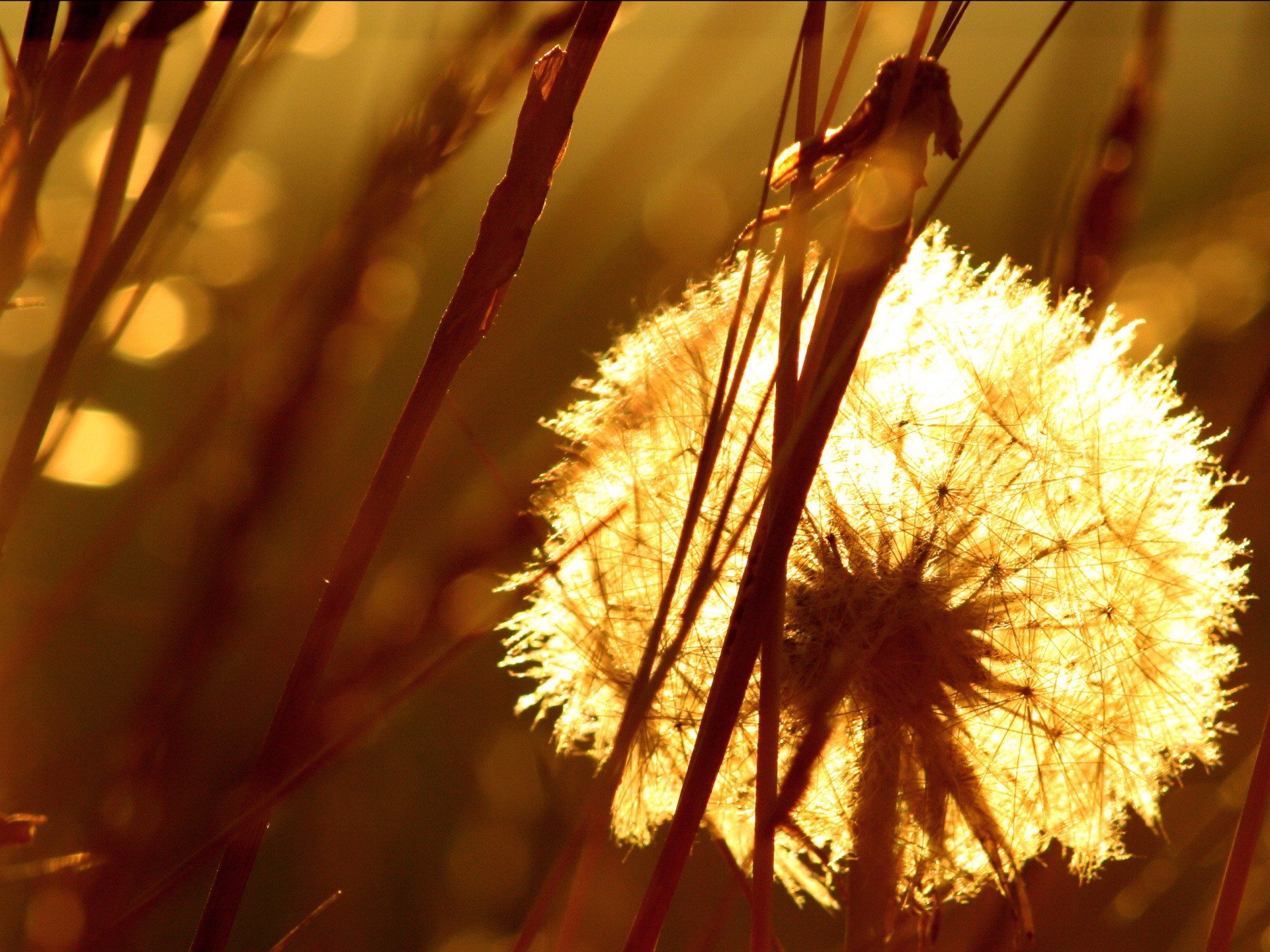 grass dandelion pooh