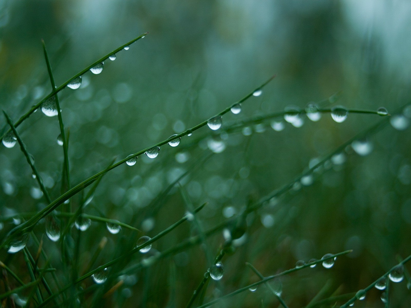 gotas verde rocío