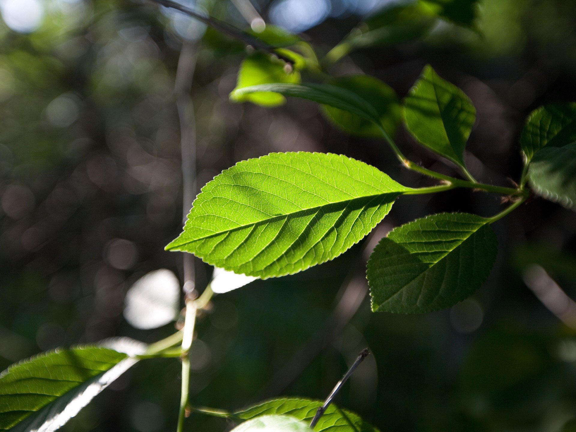 blatt fokus grün