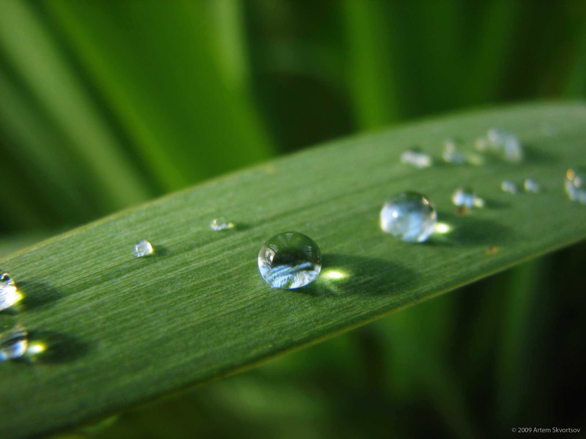 rosée gouttes eau feuille vert