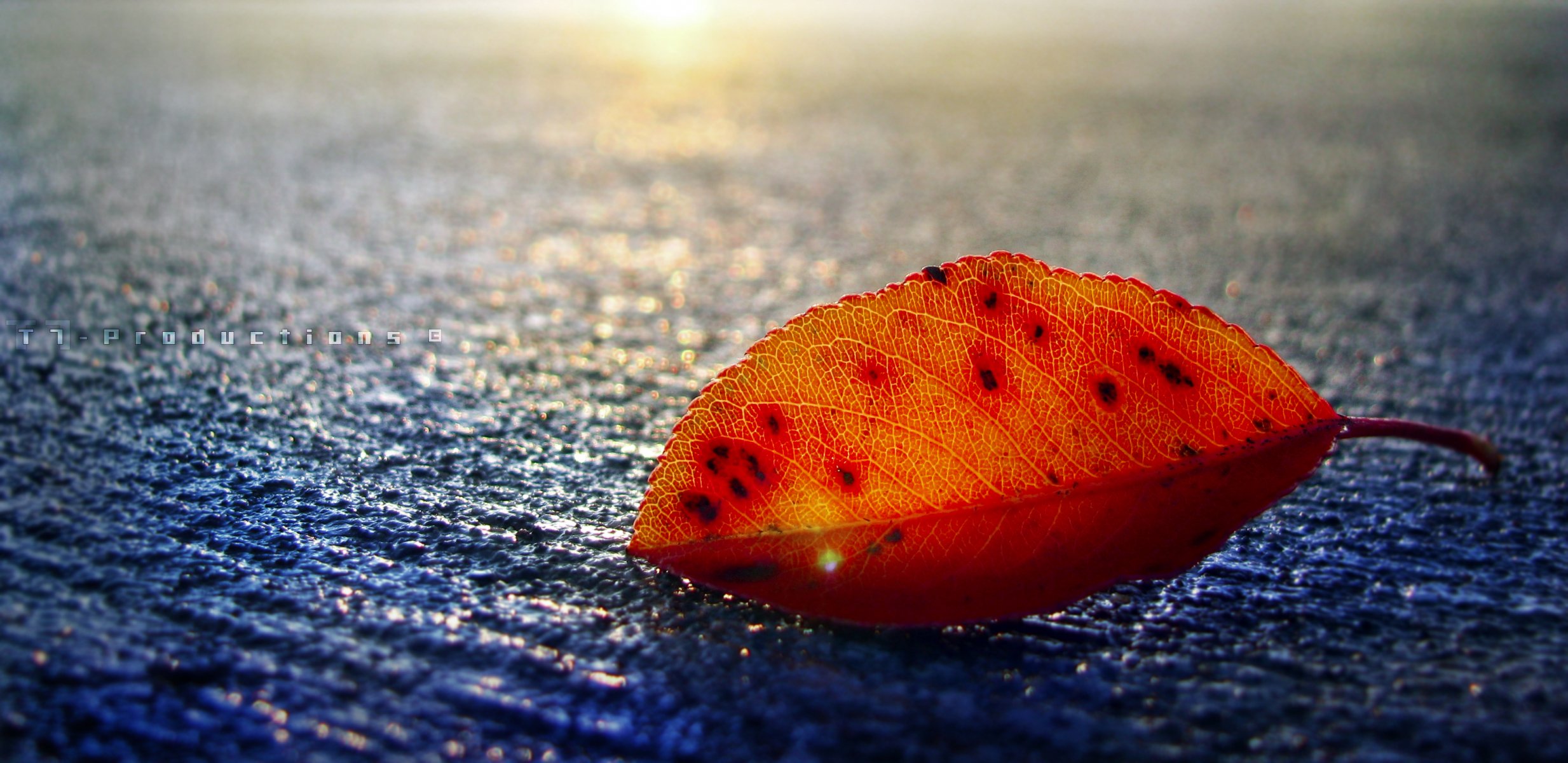 outstanding mit farbe blatt herbst