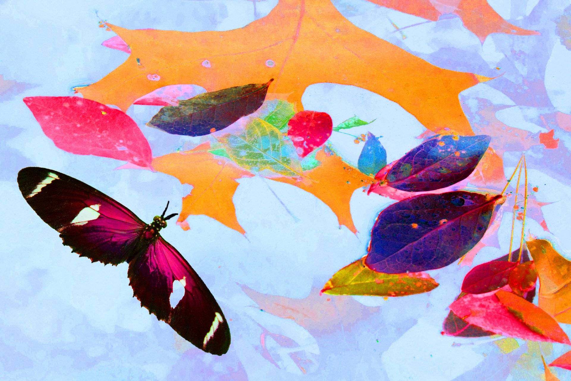 paint leaves butterfly wings collage autumn