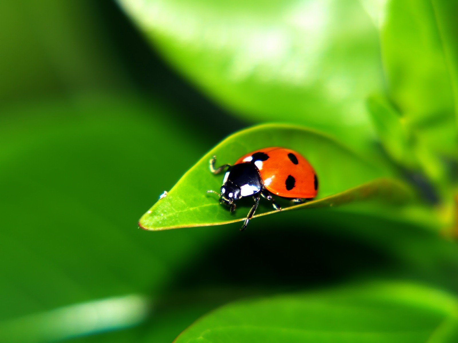 scarabeo verde foglia