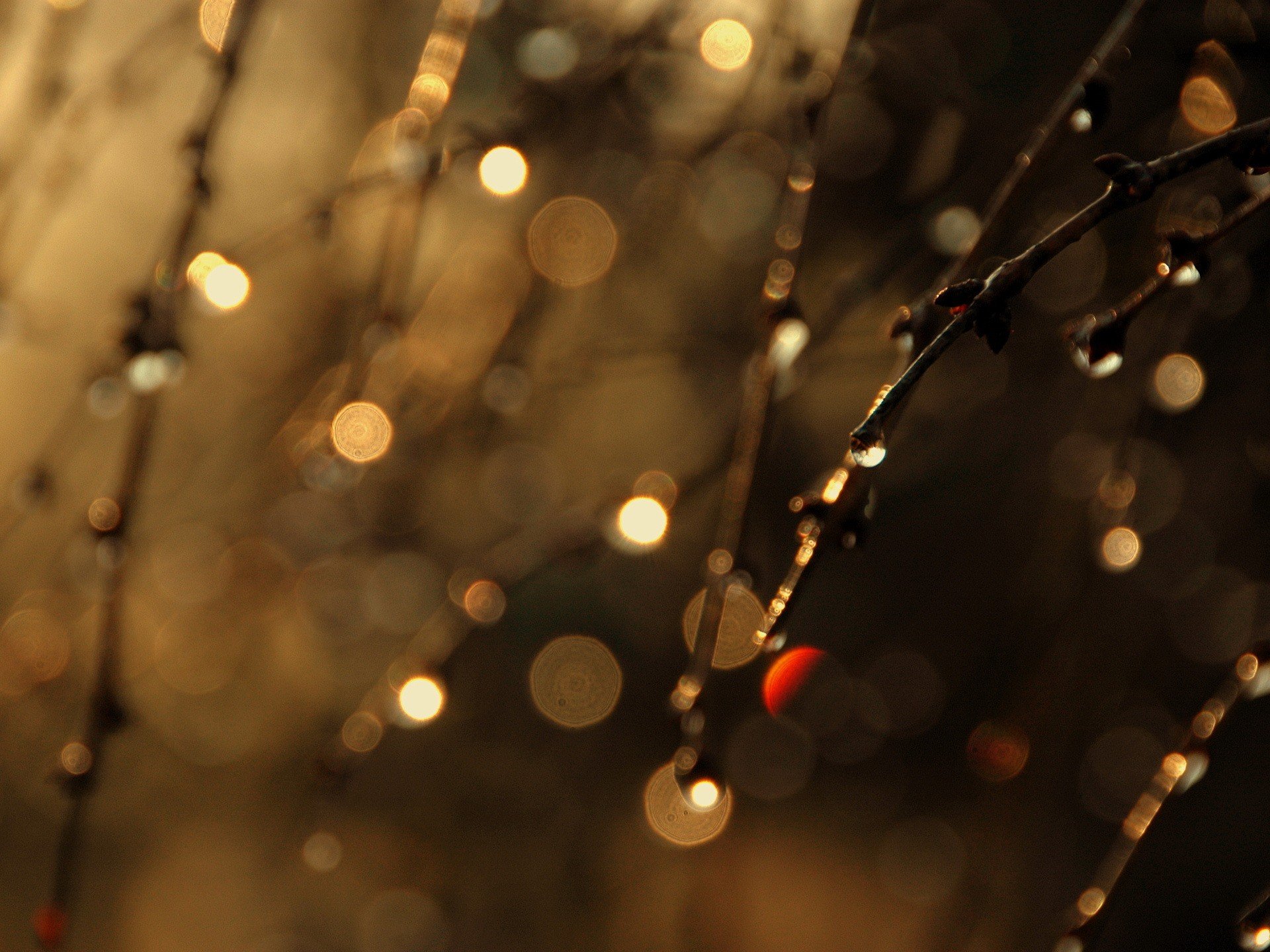 branches gouttes fond