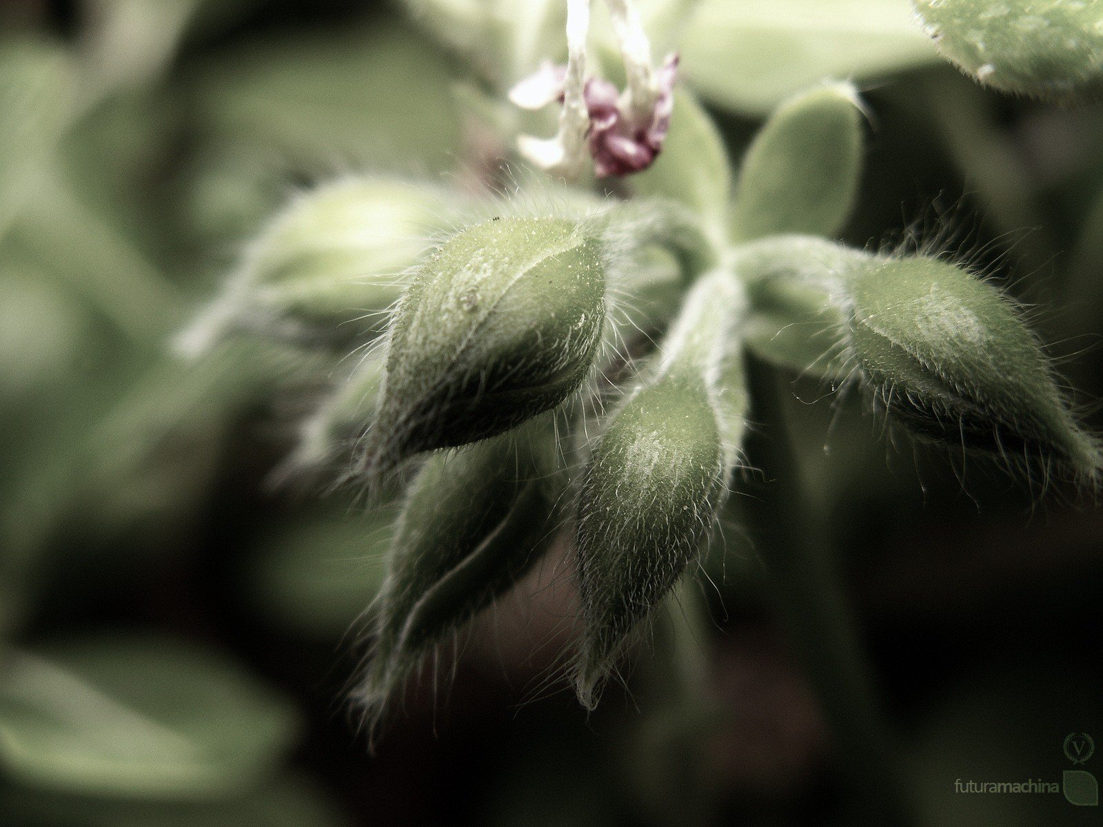 macro plante fleur