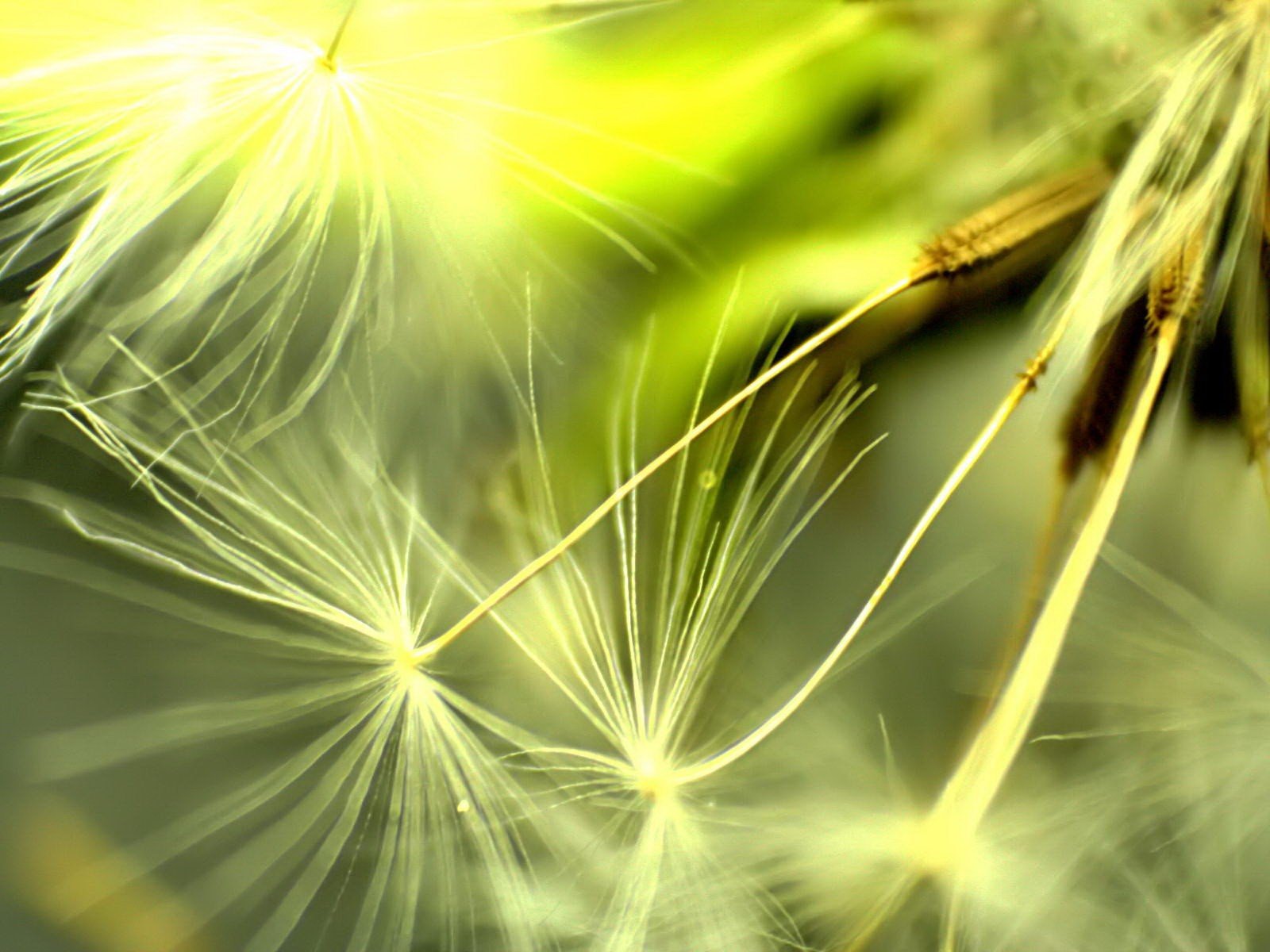 dandelion seeds close up