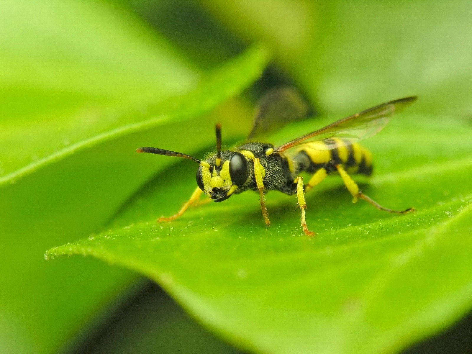 macro foglia vespa