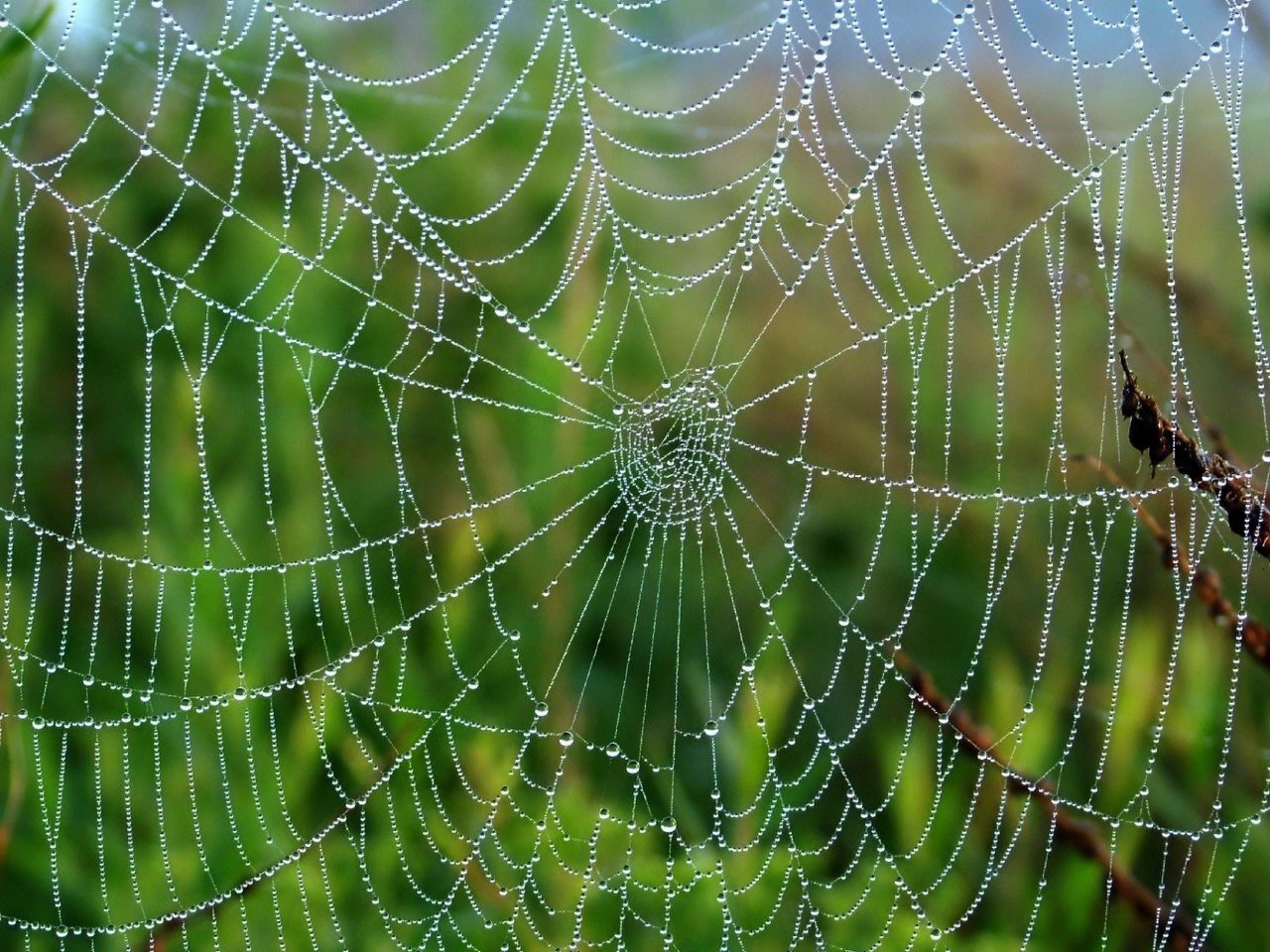 spinnennetz tropfen tau