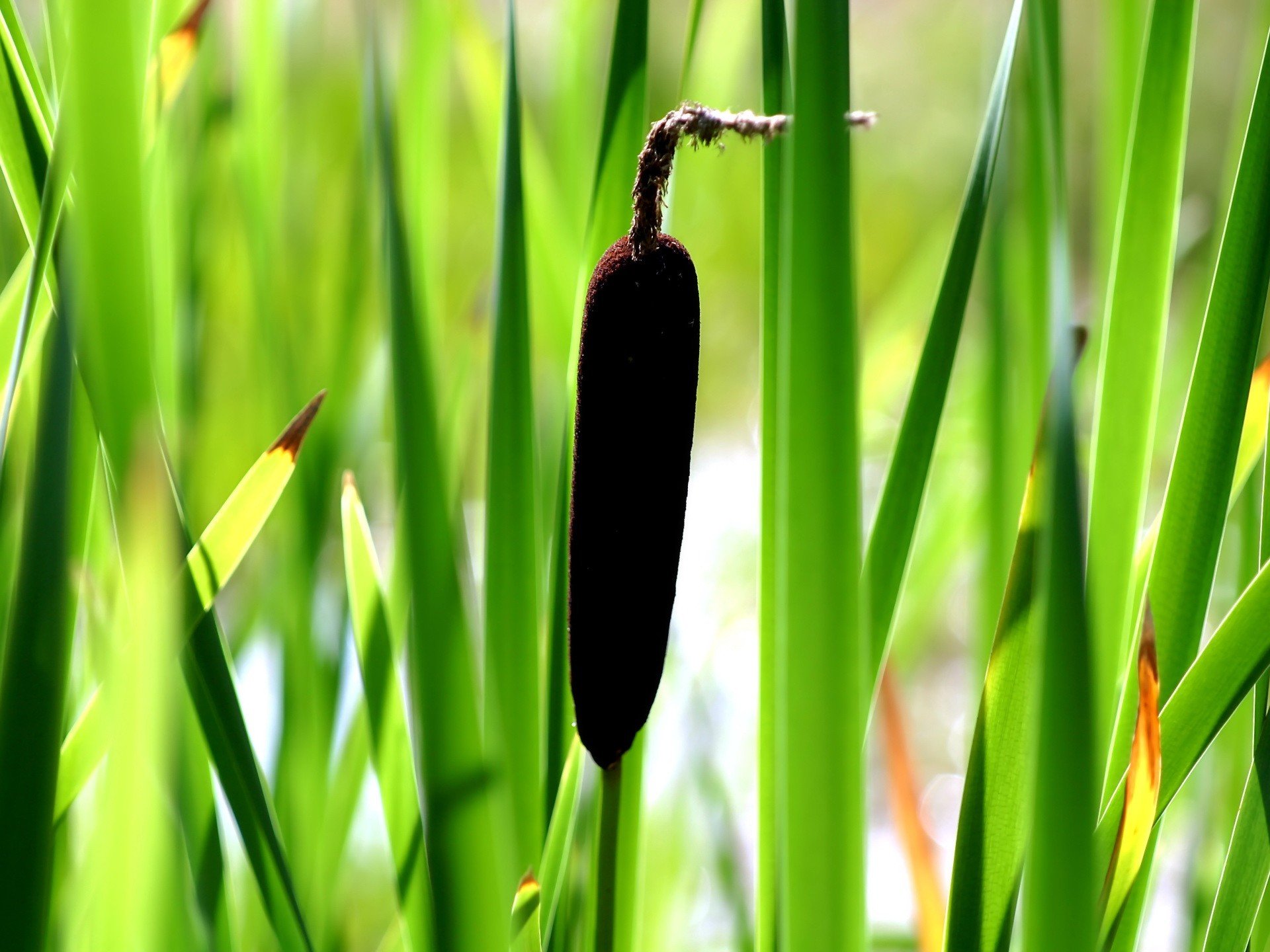 gras grün rohrkolben schilf