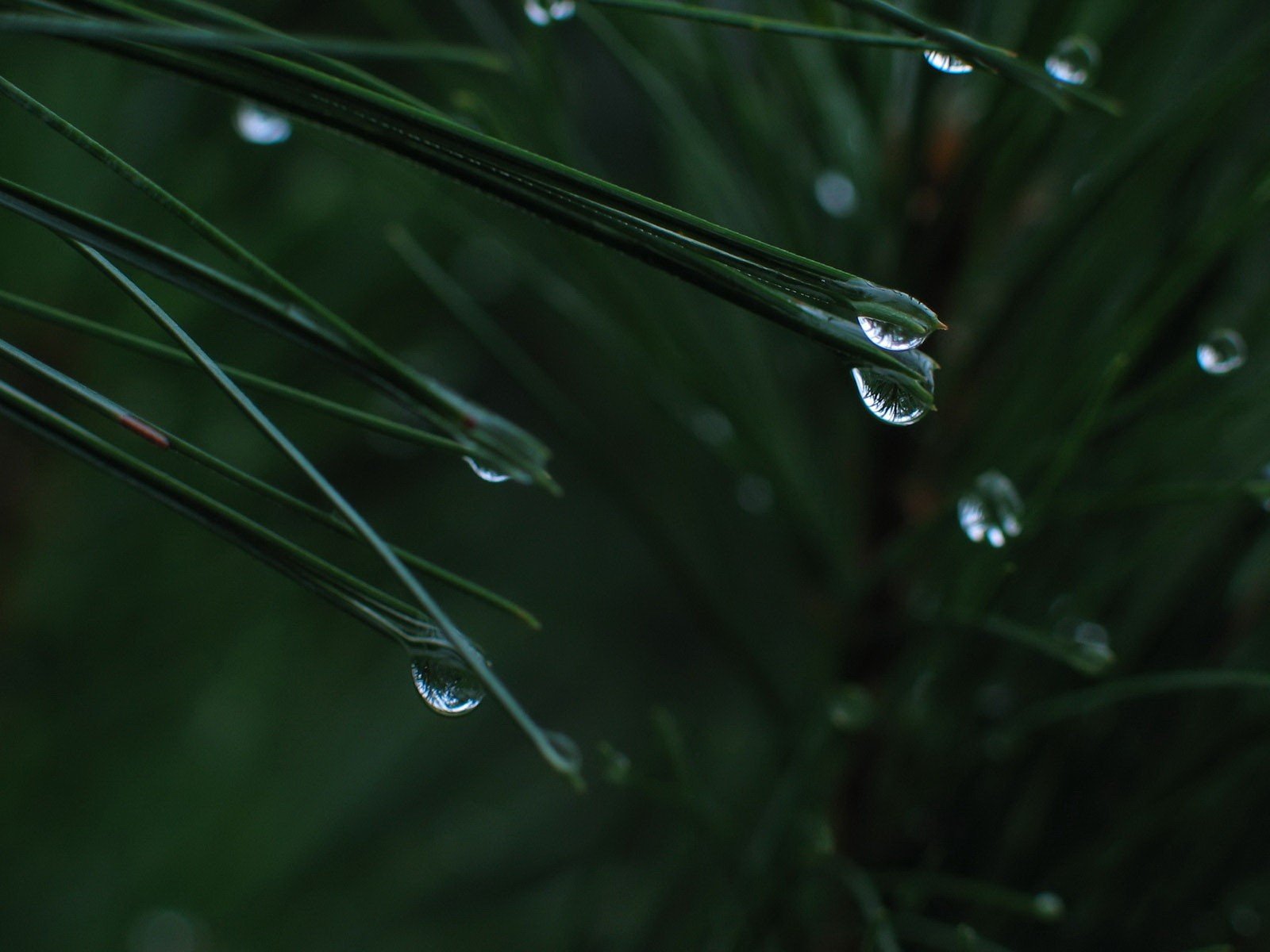 drops leaves green