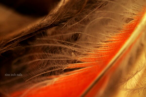 Plumas de aves exuberantes de color naranja