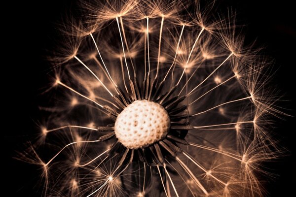 Dandelion seeds in the evening light