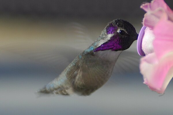 A bright hummingbird bird in flight