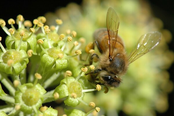 Wildlife macro photography - a bee collects nectar