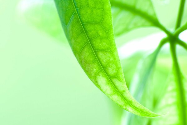 Foglia verde pallido con venature