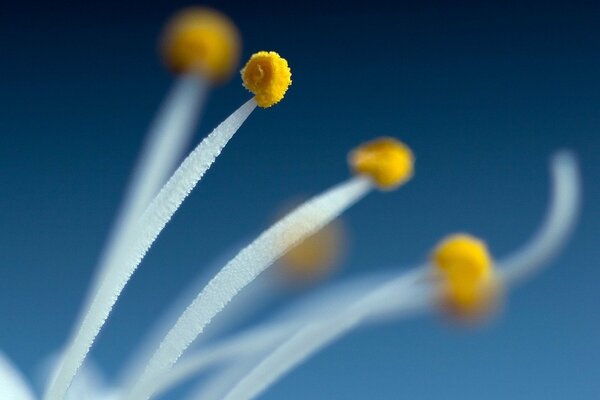 Delicate stamens of a large flower