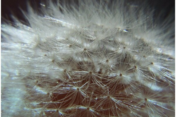 Die Blume. Löwenzahn-Flaum. Weißer flauschiger Löwenzahn