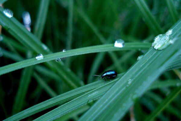 Sur l herbe verte, des gouttelettes d eau et un insecte brillant