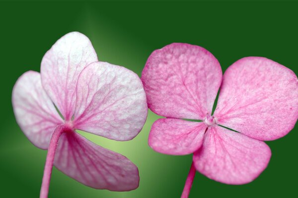 Два розовых цветка на зеленом фоне