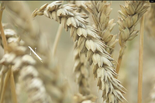 Ripe ears of wheat in the field