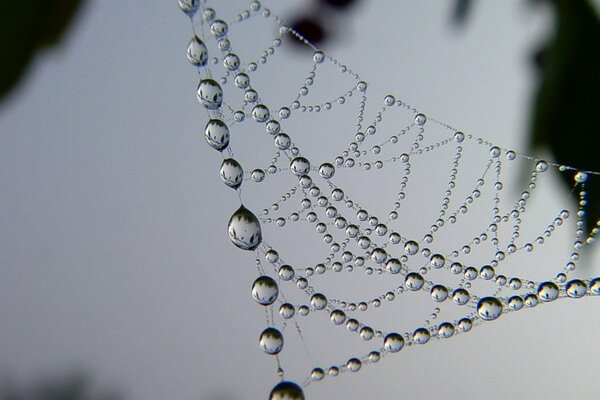 Modello su una ragnatela con gocce d acqua