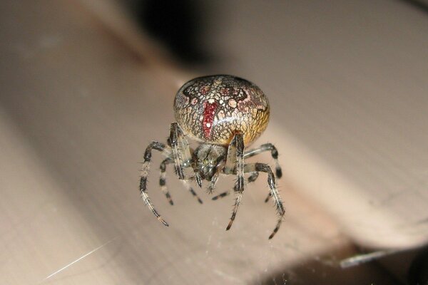 Spinne webt Spinnennetz in der Sonne