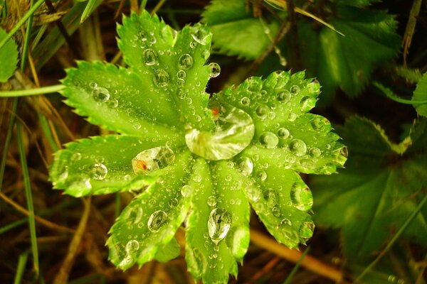 Crystal dew on a carved leaf