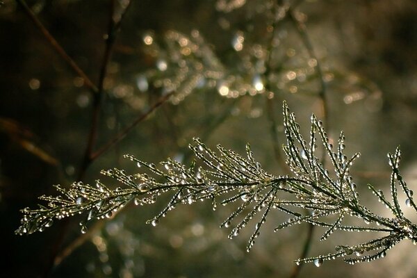 La magia delle gocce su un ramo di un albero