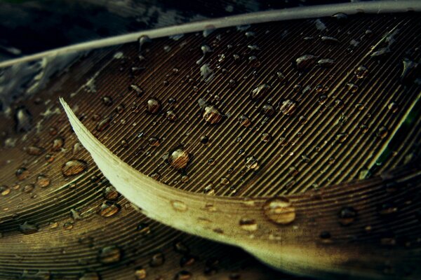 Fotografía macro de gotas limpias en el Pere