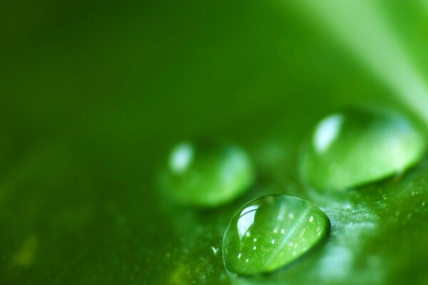 Tres gotas de agua sobre hojas verdes sobre un fondo borroso