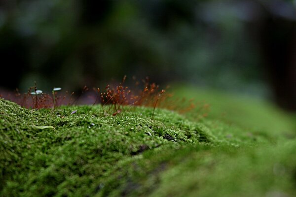 Moss on a tree. The beauty of nature