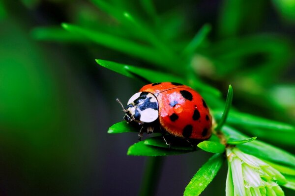 Coccinella su un foglio macro