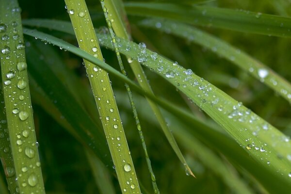 Green leaves with water droplets